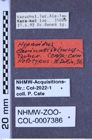 Etikette zu Hypnoidus carinatissimus (Cherepanov, 1957) (NHMW-ZOO-COL-0007386)